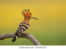 Attēlu rezultāti vaicājumam “Upupa epops”