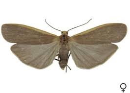 Attēlu rezultāti vaicājumam “Eilema depressa”