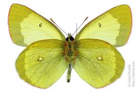 Attēlu rezultāti vaicājumam “Colias palaeno male”