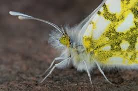Attēlu rezultāti vaicājumam “Anthocharis cardamines”