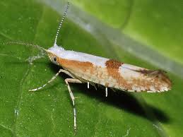 Attēlu rezultāti vaicājumam “Argyresthia pruniella”