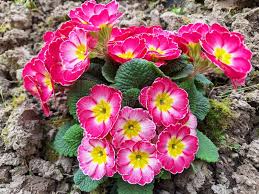 Image result for Primula veris