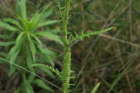 Attēlu rezultāti vaicājumam “Cirsium palustre leaf”