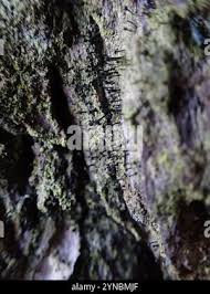 Attēlu rezultāti vaicājumam “Calicium viride”