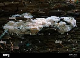 Attēlu rezultāti vaicājumam “Rhodonia placenta”