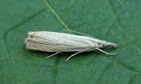 Attēlu rezultāti vaicājumam “Chrysoteuchia culmella”