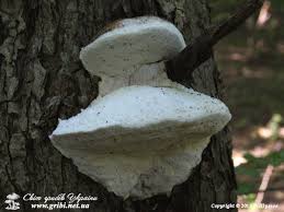 Attēlu rezultāti vaicājumam “Aurantiporus fissilis”