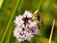 Attēlu rezultāti vaicājumam “Bembix rostrata”