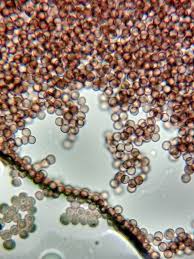 Attēlu rezultāti vaicājumam “Stemonitopsis typhina var. similis stalked”