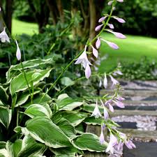 Attēlu rezultāti vaicājumam “Hosta sp. flower”