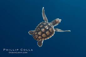 Image result for Caretta caretta