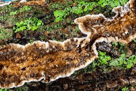 Attēlu rezultāti vaicājumam “Cylindrobasidium evolvens”