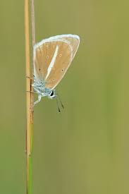 Attēlu rezultāti vaicājumam “Agrodiaetus damon underside”