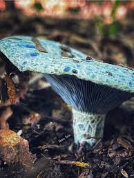 Attēlu rezultāti vaicājumam “Diderma ochraceum young”