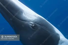 Image result for Balaenoptera acutorostrata