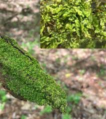 Attēlu rezultāti vaicājumam “Pleurocarpous mosses sporophyte”