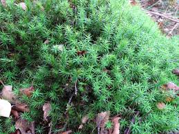 Attēlu rezultāti vaicājumam “Polytrichales”