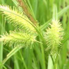 Attēlu rezultāti vaicājumam “Carex pseudocyperus female flower”