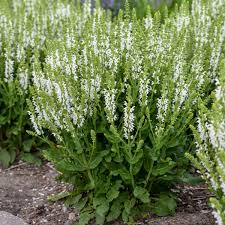Image result for Salvia nemorosa