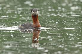 Attēlu rezultāti vaicājumam “Podiceps grisegena”