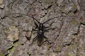 Attēlu rezultāti vaicājumam “Monochamus urussovi”