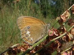 Attēlu rezultāti vaicājumam “Coenonympha glycerion underside”