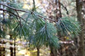 Attēlu rezultāti vaicājumam “Pinus peuce”