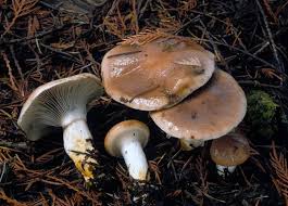 Attēlu rezultāti vaicājumam “Gomphidius glutinosus”