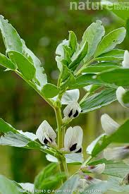 Attēlu rezultāti vaicājumam “Vicia faba flower”