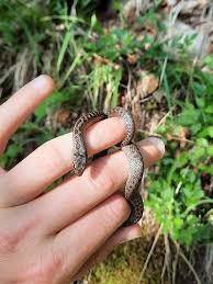 Attēlu rezultāti vaicājumam “Coronella austriaca”