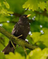 Attēlu rezultāti vaicājumam “Turdus merula male”