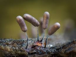 Attēlu rezultāti vaicājumam “Stemonitopsis typhina”