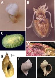 Attēlu rezultāti vaicājumam “Diderma radiatum young”
