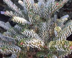 Attēlu rezultāti vaicājumam “Abies koreana”