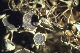 Attēlu rezultāti vaicājumam “Anaptychia ciliaris”