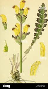 Attēlu rezultāti vaicājumam “Pedicularis sceptrum-carolinum leaf”