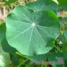 Attēlu rezultāti vaicājumam “Tropaeolum majus”