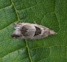 Attēlu rezultāti vaicājumam “Epinotia ramella”