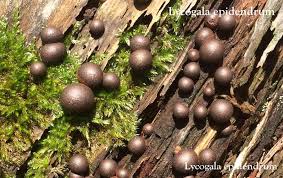 Attēlu rezultāti vaicājumam “Lycogala persicum spores”