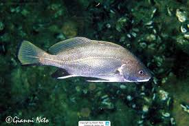 Image result for Sciaena umbra