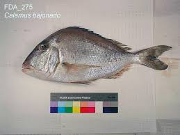 Image result for Calamus bajonado