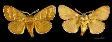 Attēlu rezultāti vaicājumam “Macrothylacia rubi”