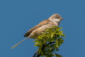 Attēlu rezultāti vaicājumam “Sylvia communis”