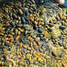 Attēlu rezultāti vaicājumam “Lycogala botrydium young”