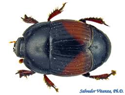 Attēlu rezultāti vaicājumam “Closterotomus biclavatus imago”