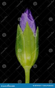 Attēlu rezultāti vaicājumam “Linum usitatissimum bud”