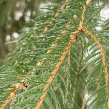 Attēlu rezultāti vaicājumam “Picea abies leaf”