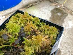 Attēlu rezultāti vaicājumam “Sphagnum tenellum”