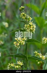 Attēlu rezultāti vaicājumam “Vincetoxicum hirundinaria fruit”