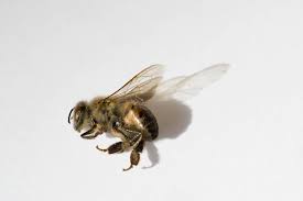 Attēlu rezultāti vaicājumam “Apis mellifera”